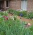 Iris 3 Blog 2009.jpg